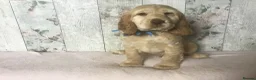 Cocker Spaniel dogs for sale: KC reg Cocker pups - Advert 4