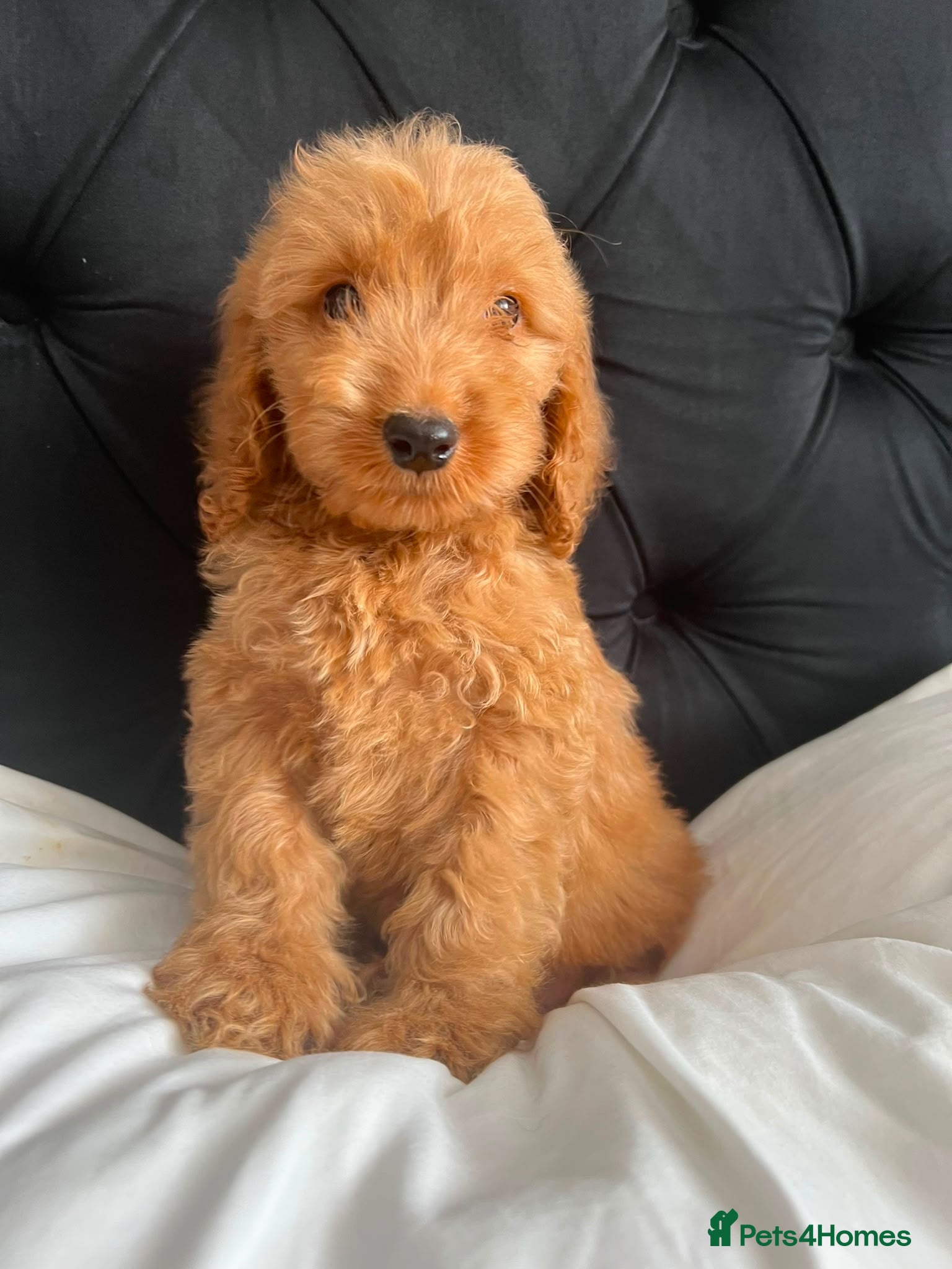 Cockapoo dogs Cockerpoo Puppies  - Advert 10
