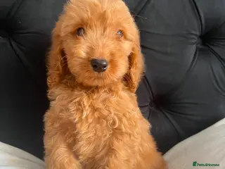 Cockapoo dogs Cockerpoo Puppies - Advert 10