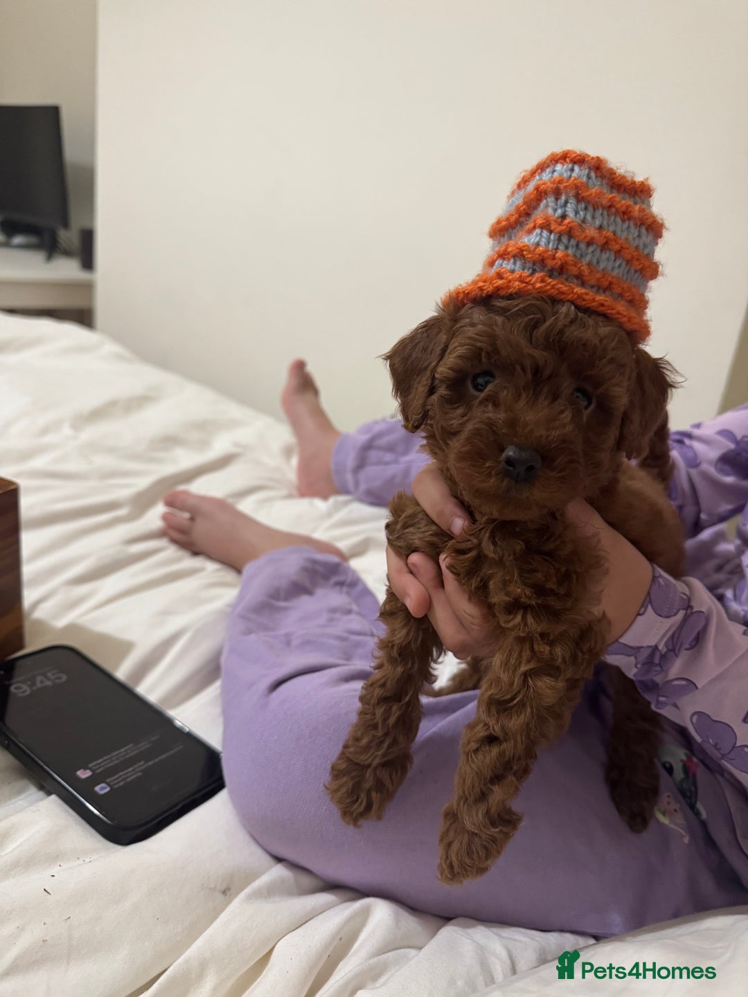 Miniature Poodle dogs for sale: 🐩 Outstanding Deep Red Miniature Poodle Puppies  - Advert 32