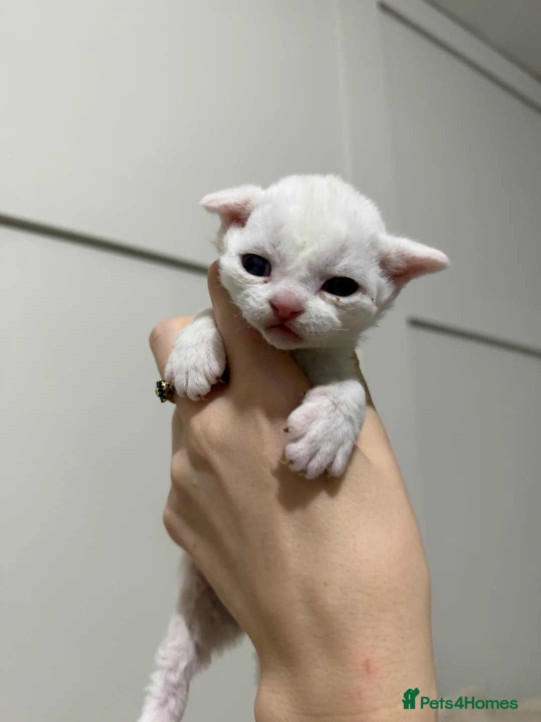 Devon Rex cats for sale: TICA Active kittens lower price for pet homes - Advert 3