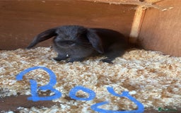 Mini Lop rabbits for sale: 2 beautiful baby mini lops for sale  - Image 4