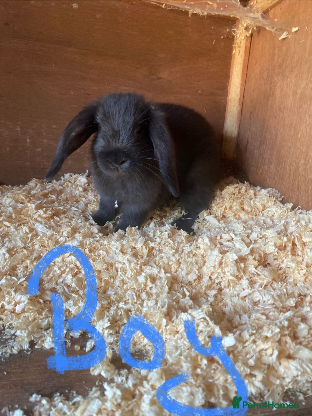 Mini Lop rabbits for sale: 2 beautiful baby mini lops for sale  - Image 4