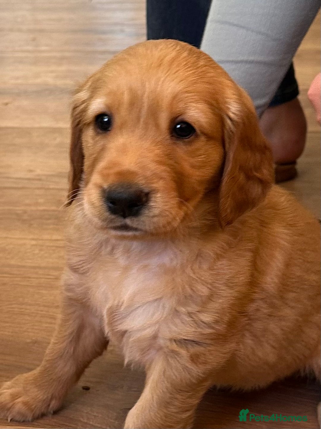 Golden Retriever dogs for sale: Gorgeous Working Type Golden Retriever Puppies  - Image 19