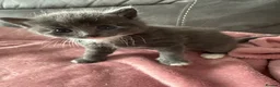 Persian cats for sale: 🐾 Adorable Persian Cross Kittens 🐾 - Advert 3