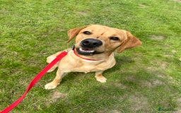 Labrador Retriever dogs for sale: Seb the lab - Image 14