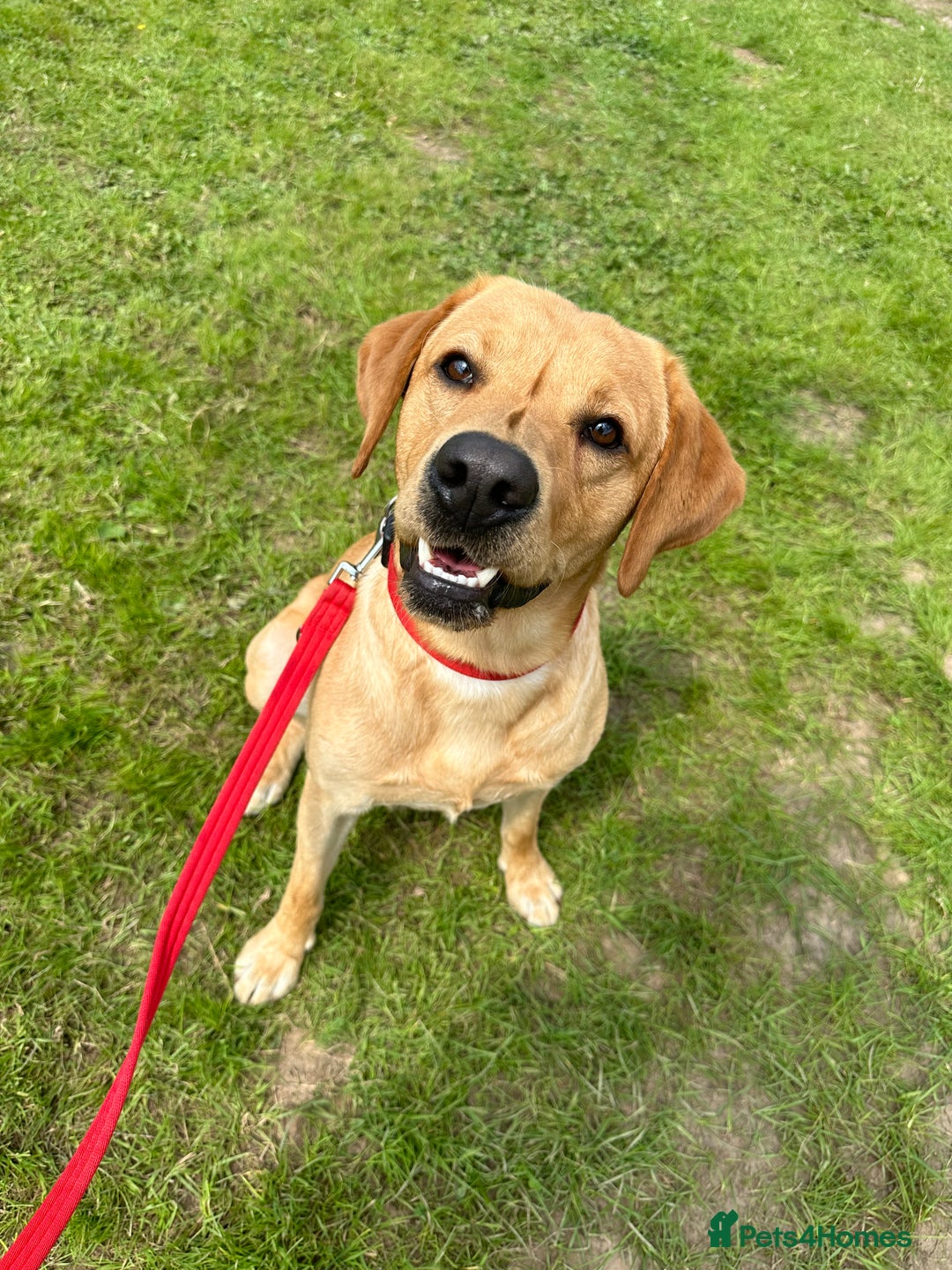 Labrador Retriever dogs for sale: Seb the lab - Image 14