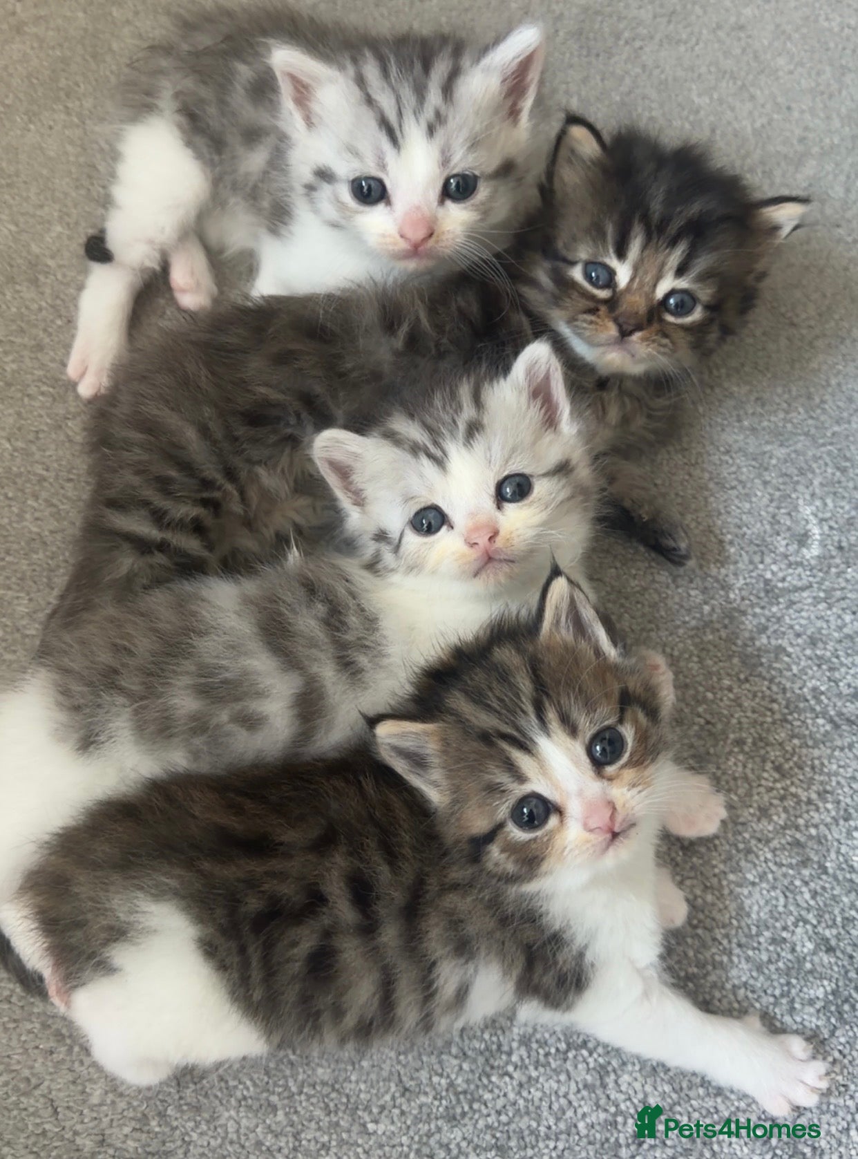 Persian cats Adorable Persian chinchilla mixed kittens  - Advert 6