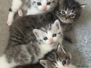 Persian cats Adorable Persian chinchilla mixed kittens - Advert 6