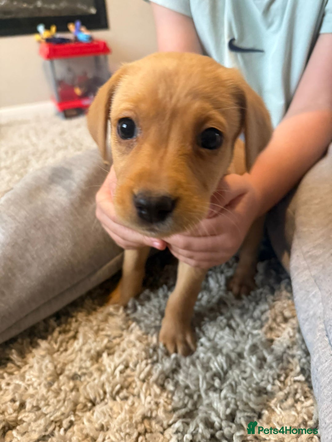 Labrador Retriever dogs for sale: Labrador puppies - Image 4