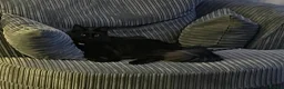 Mixed Breed cats for sale: Ragdoll x Domestic  in Seaham - Advert 2