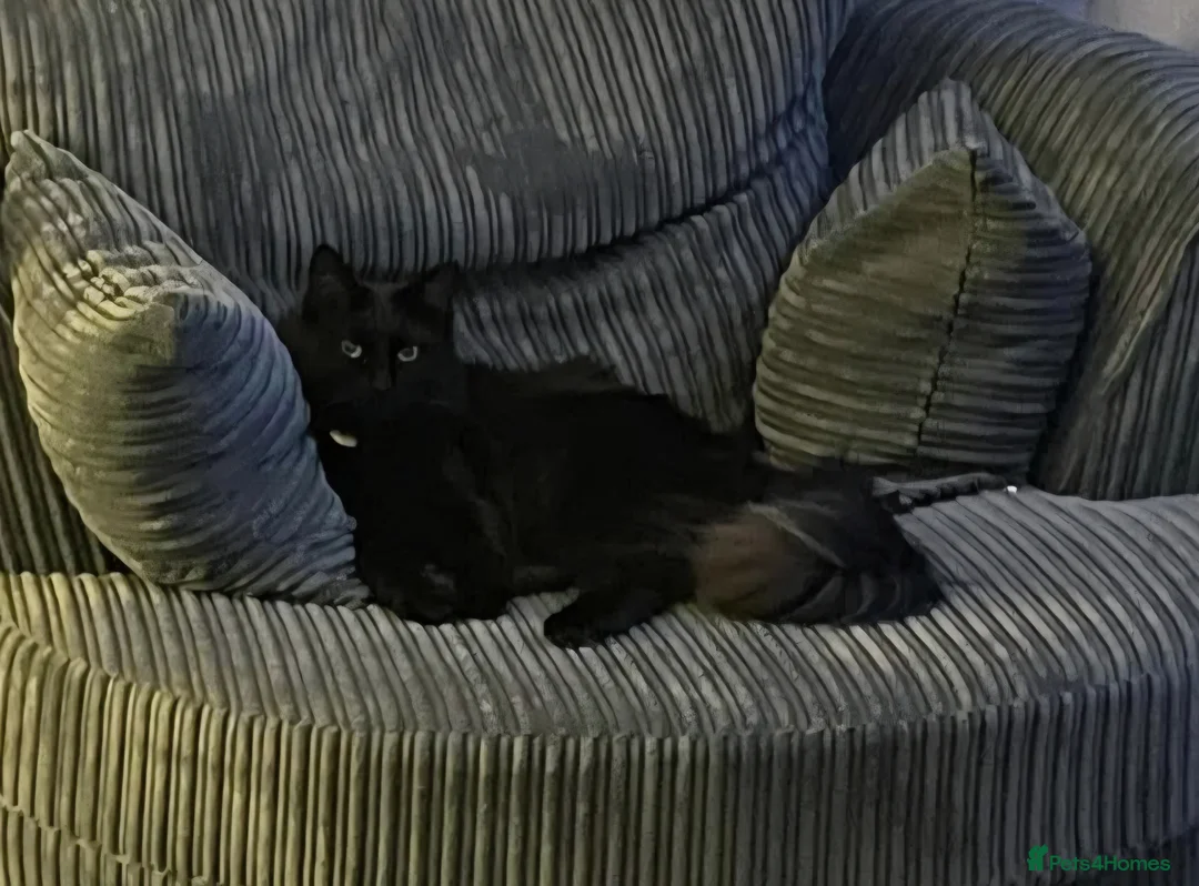 Mixed Breed cats for sale: Ragdoll x Domestic  in Seaham - Advert 2
