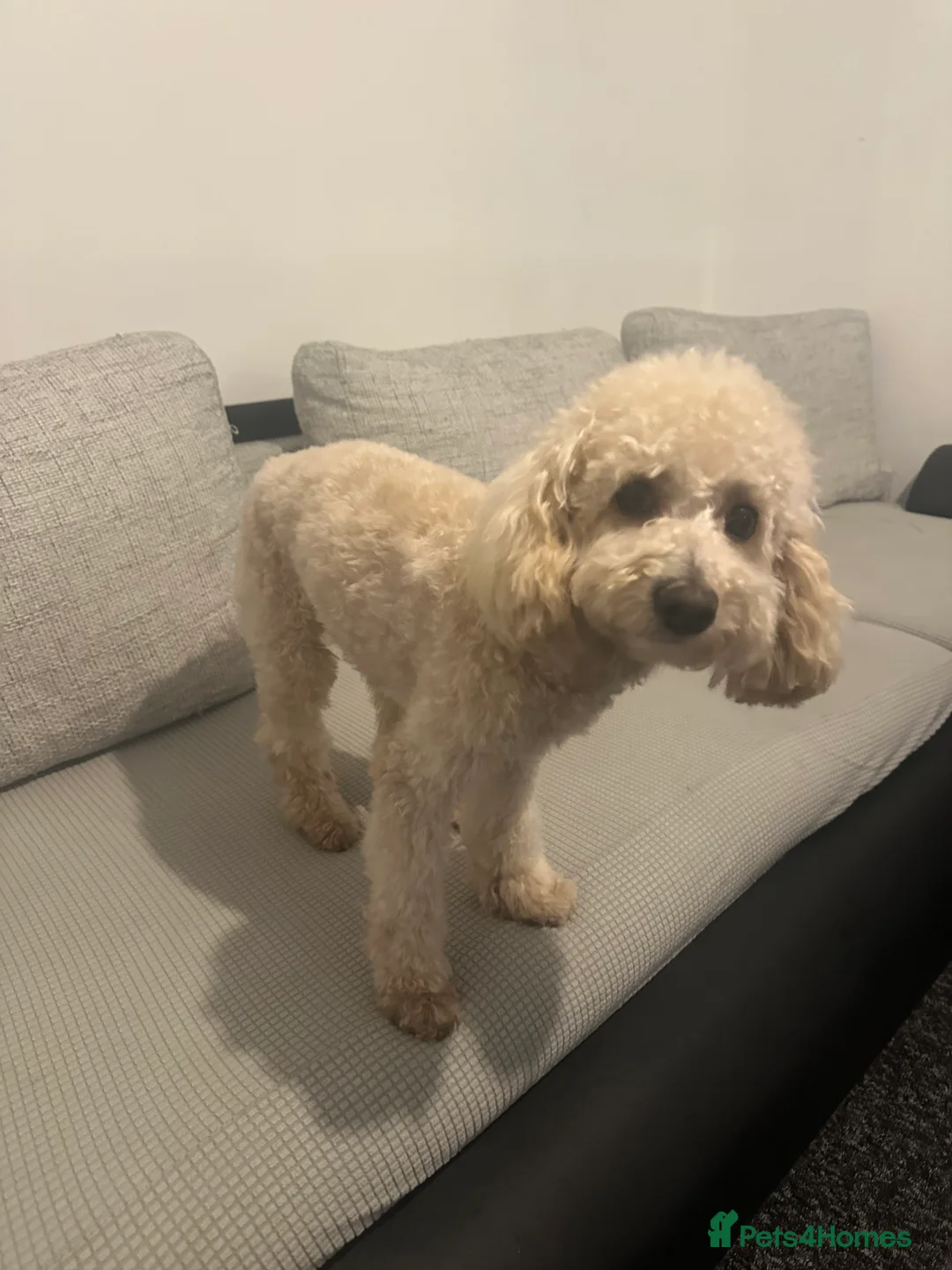 Miniature Poodle dogs for sale: Mounty in Leeds - Advert 2