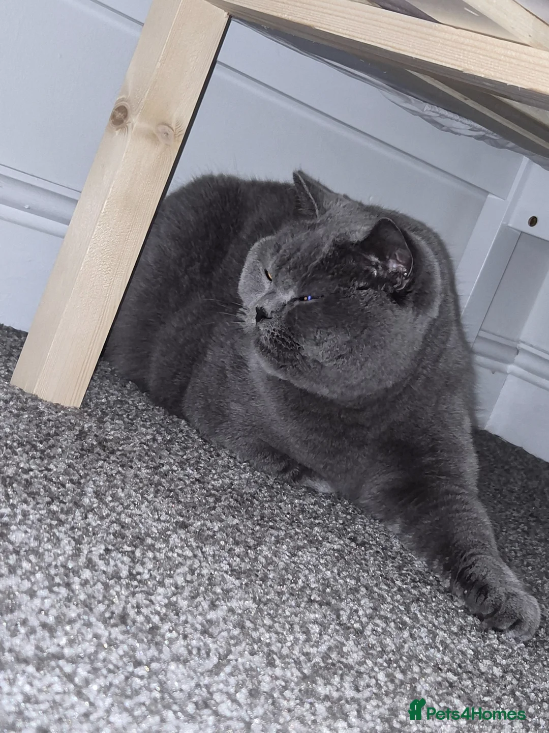 British Shorthair cats for sale: Male British Shorthair  in Oldham - Advert 1