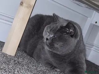 British Shorthair cats Male British Shorthair - Advert 1