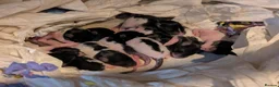 Rat rodents for sale: 10 Beautiful Pet Rats Looking for Forever Homes 🐀 - Advert 1