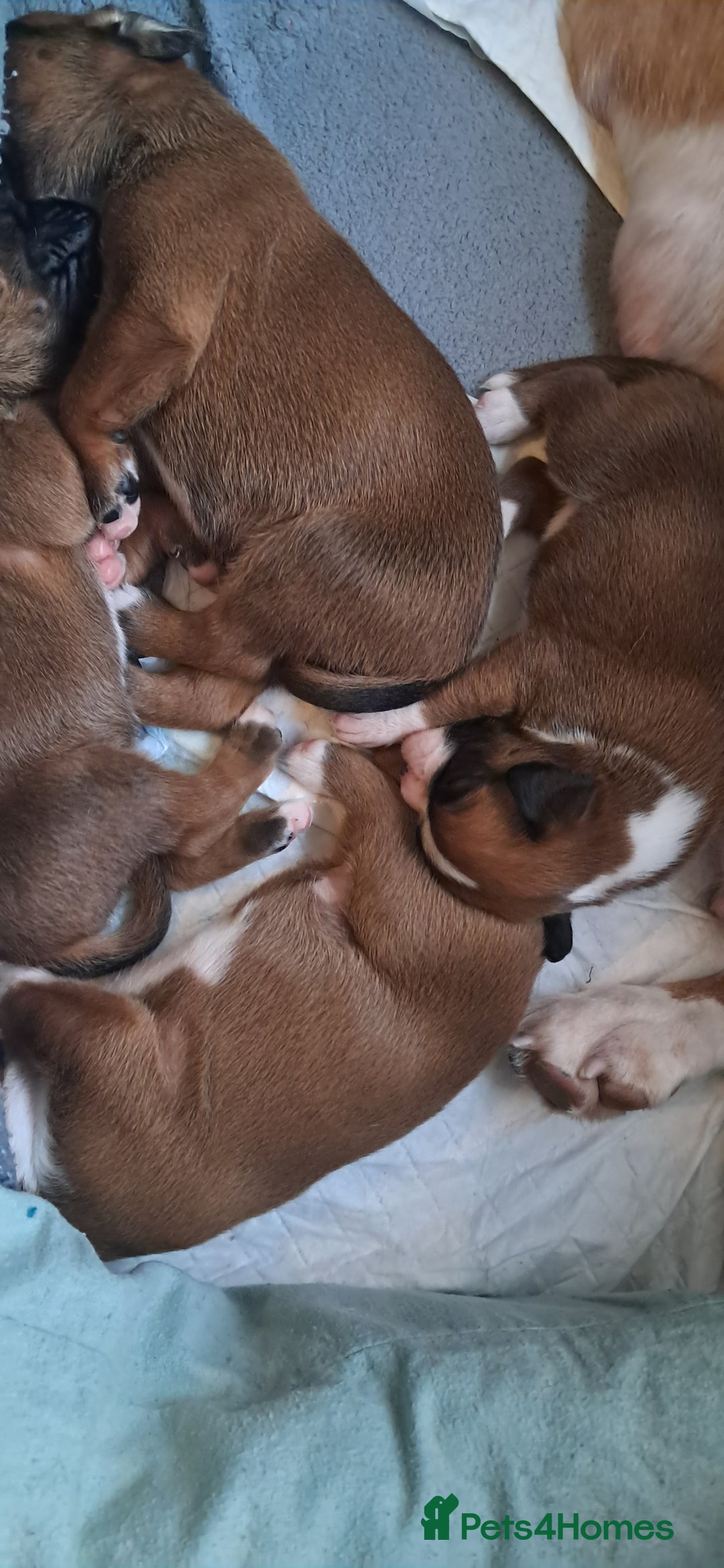 Boxer dogs for sale: Boxer babies ❤️ - Advert 3