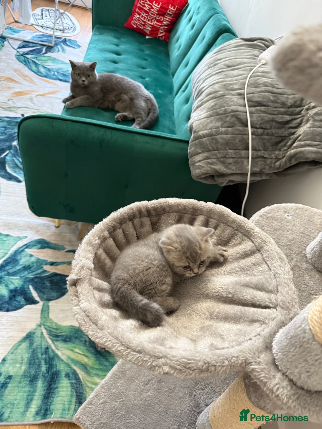 British Shorthair cats for sale: Beautiful British shorthair for sale - Advert 3