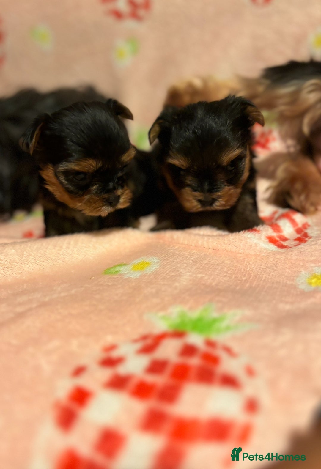 Yorkshire Terrier dogs for sale: Beautiful pure Yorkshire terriers puppy’s  - Advert 11