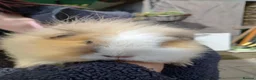 Guinea Pig rodents for sale: Swiss sows - Advert 4