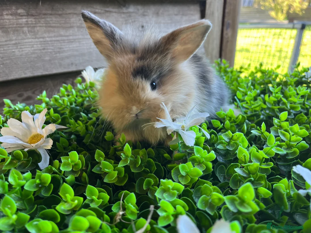 Mini Lion Lop rabbits for sale: Mini lion lops  - Advert 2