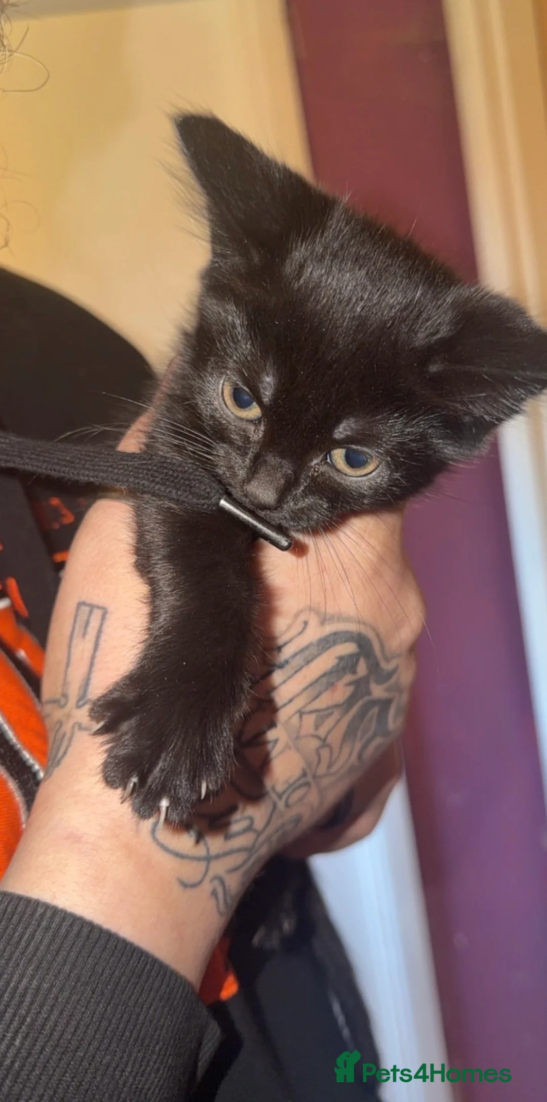 Mixed Breed cats for sale: 8 week old kitten.  - Advert 1