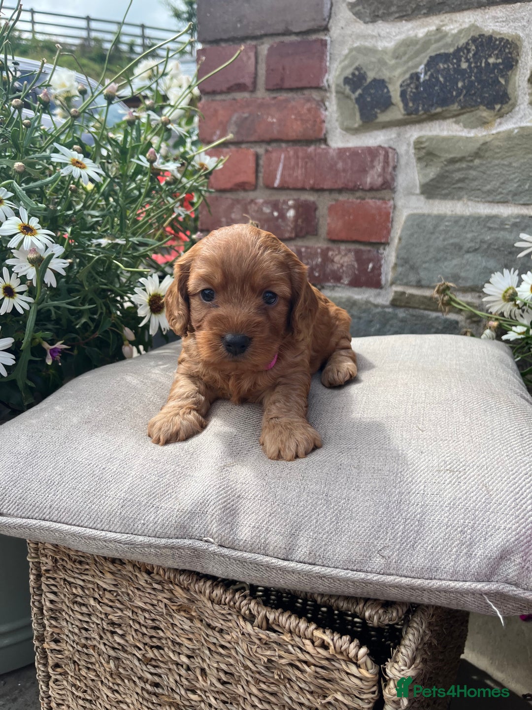 Cockapoo dogs for sale: Beautiful Toy F1 Cockapoo Puppies for sale - Image 7