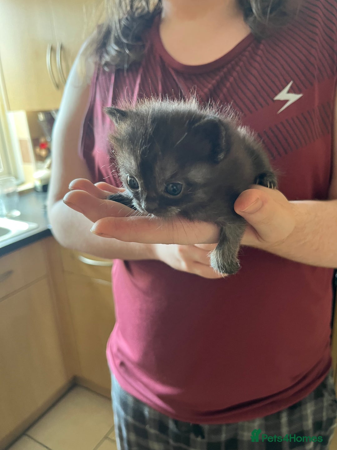 Ragdoll cats for sale: Ragdoll x tortoise shell kittens - Image 7