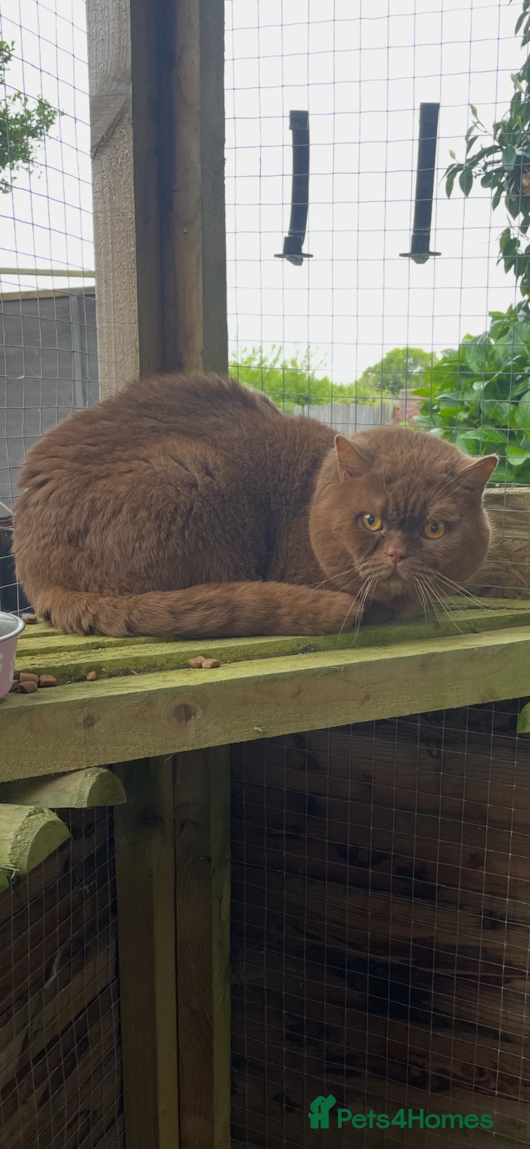 British Shorthair cats for sale: Handsome Cinnamon  Boy Russian Bloodlines  - Advert 6
