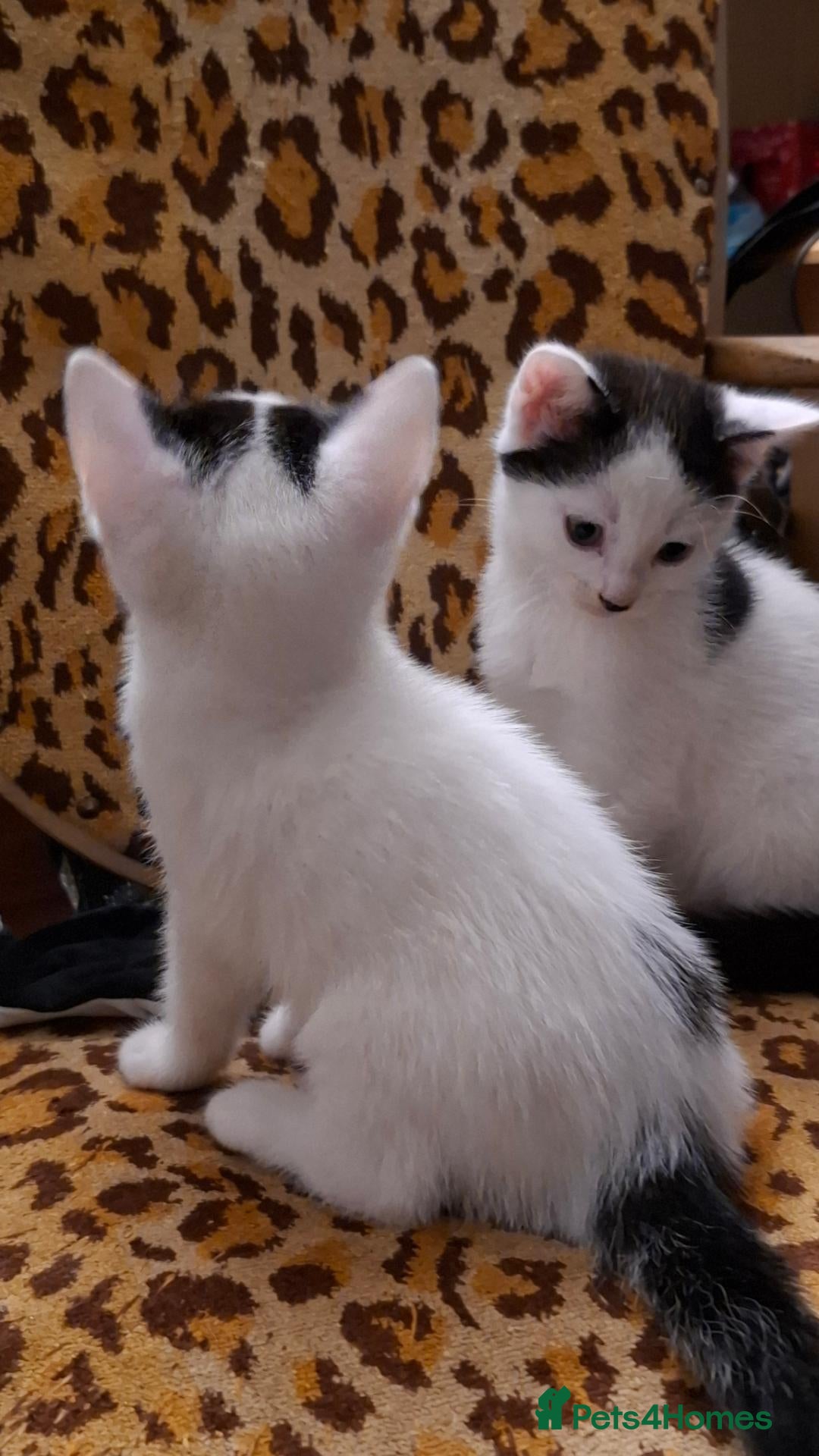 British Shorthair cats for sale: Two cute kittens for sale. - Advert 6