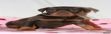 Dobermann Puppy 1