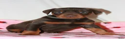 Dobermann dogs for sale: Evalesco Dobermanns - Advert 23