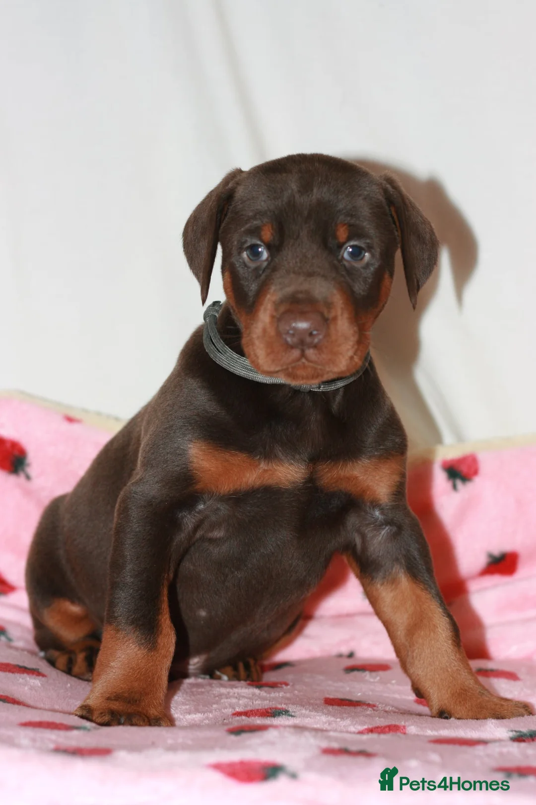 Dobermann dogs for sale: Evalesco Dobermanns - Advert 23