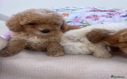 Cavapoo dogs for sale: Cavapoo puppies - Image 6
