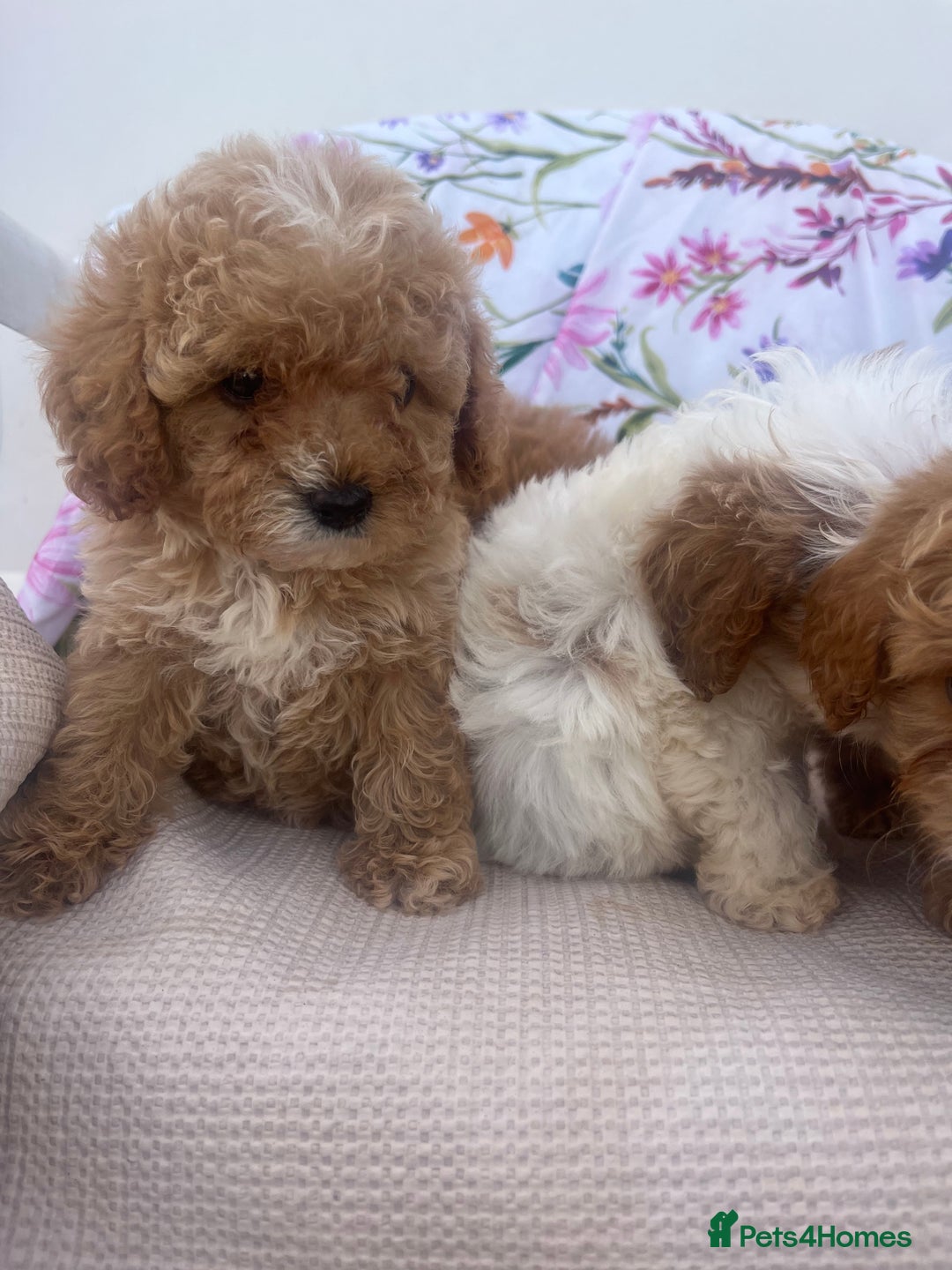Cavapoo dogs for sale: Cavapoo puppies - Image 6