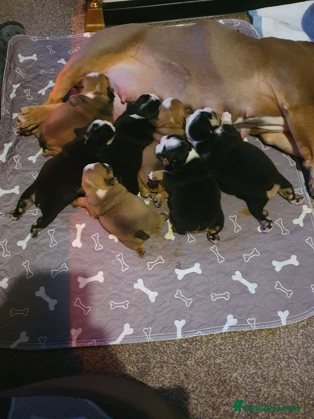 English Bulldog dogs for sale: 💙💗 exceptional English bulldog puppies 💗 💙  - Image 18