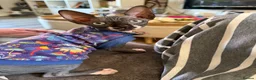 Sphynx cats for sale: 💙🩷 gorgeous sphynx baby’s 🩷💙 1 girl back up  - Advert 3