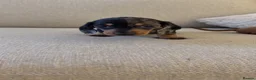 Miniature Dachshund dogs for sale: 1 miniture dachshund little girl left  - Advert 5