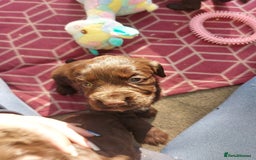 Cocker Spaniel dogs for stud: KC REGISTERED WORKING COCKER SPANIEL FOR STUD in Rhayader - Image 9