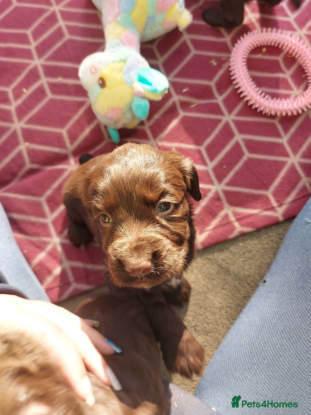 Cocker Spaniel dogs for stud: KC REGISTERED WORKING COCKER SPANIEL FOR STUD in Rhayader - Image 9