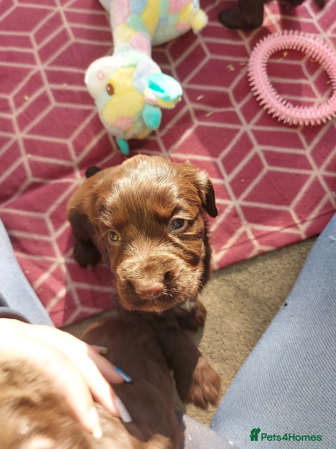 Cocker Spaniel dogs for stud: KC REGISTERED WORKING COCKER SPANIEL FOR STUD in Rhayader - Advert 9