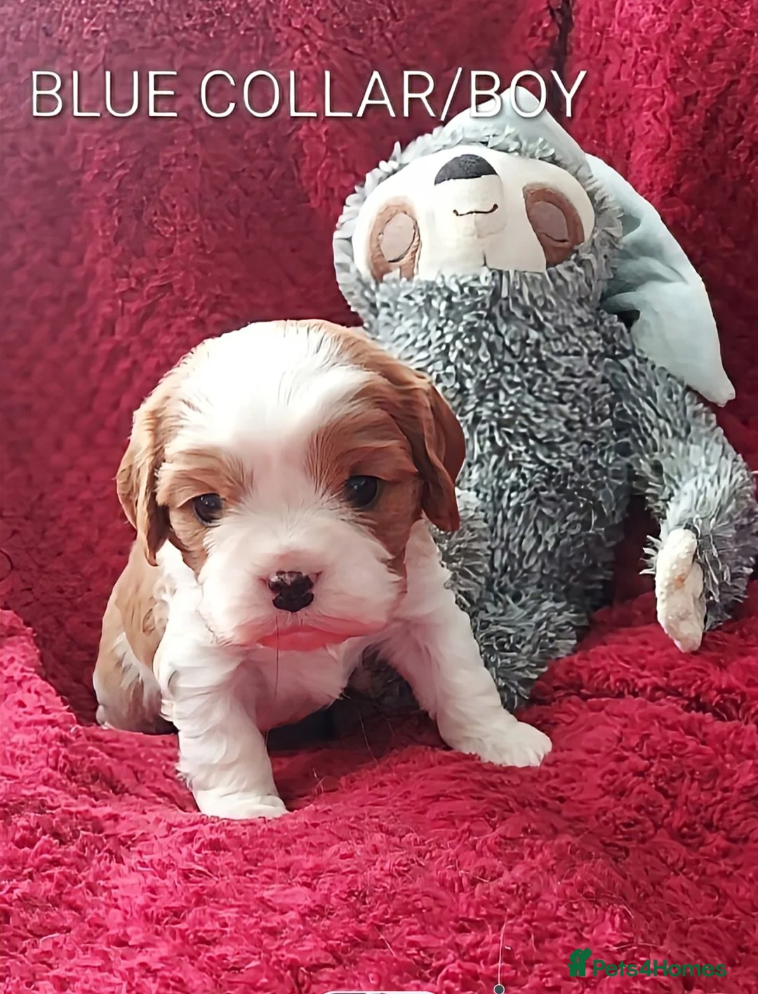 Cavalier King Charles Spaniel dogs for sale: GREAT QUALITY CKCS/DWKC REG/ DNA  in Wellingborough - Advert 1