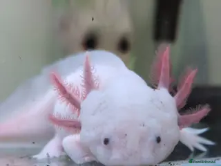 Axolotl reptiles Juvenile Axolotls – Ready for New Homes - Advert 4