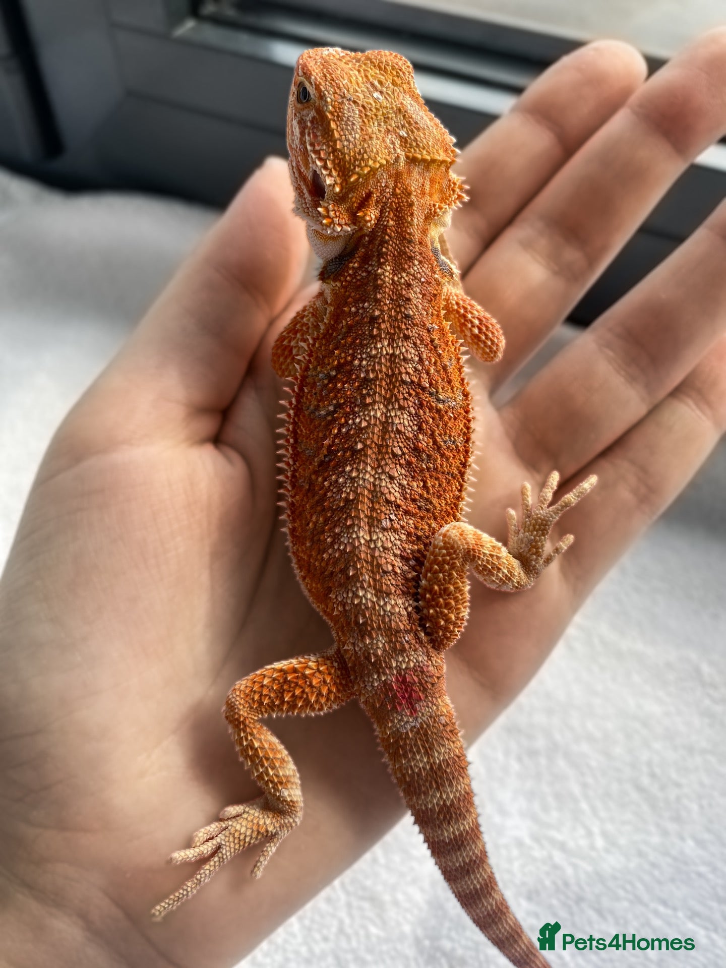 Bearded Dragon reptiles Baby dragons 4 months old  - Advert 2