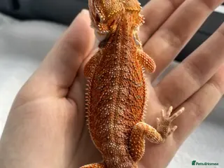 Bearded Dragon reptiles Baby dragons 4 months old - Advert 2