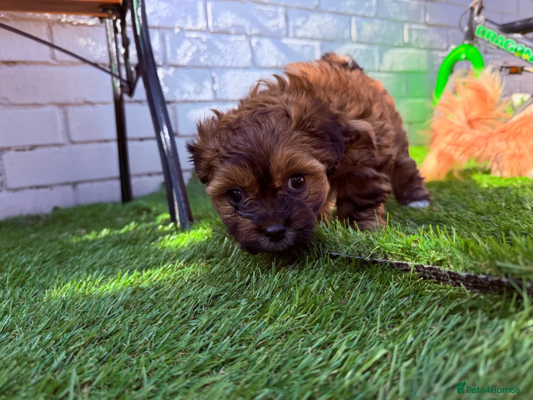 Shorkie dogs for sale: Beautiful puppies looking for a loving family in Motherwell - Advert 8