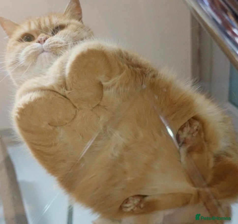 British Shorthair cats British short hair male neutered cat 3.5 years old - Advert 2