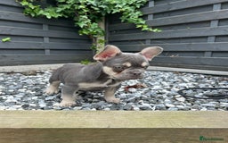 French Bulldog dogs for sale: Pink French bulldog puppies - Image 9