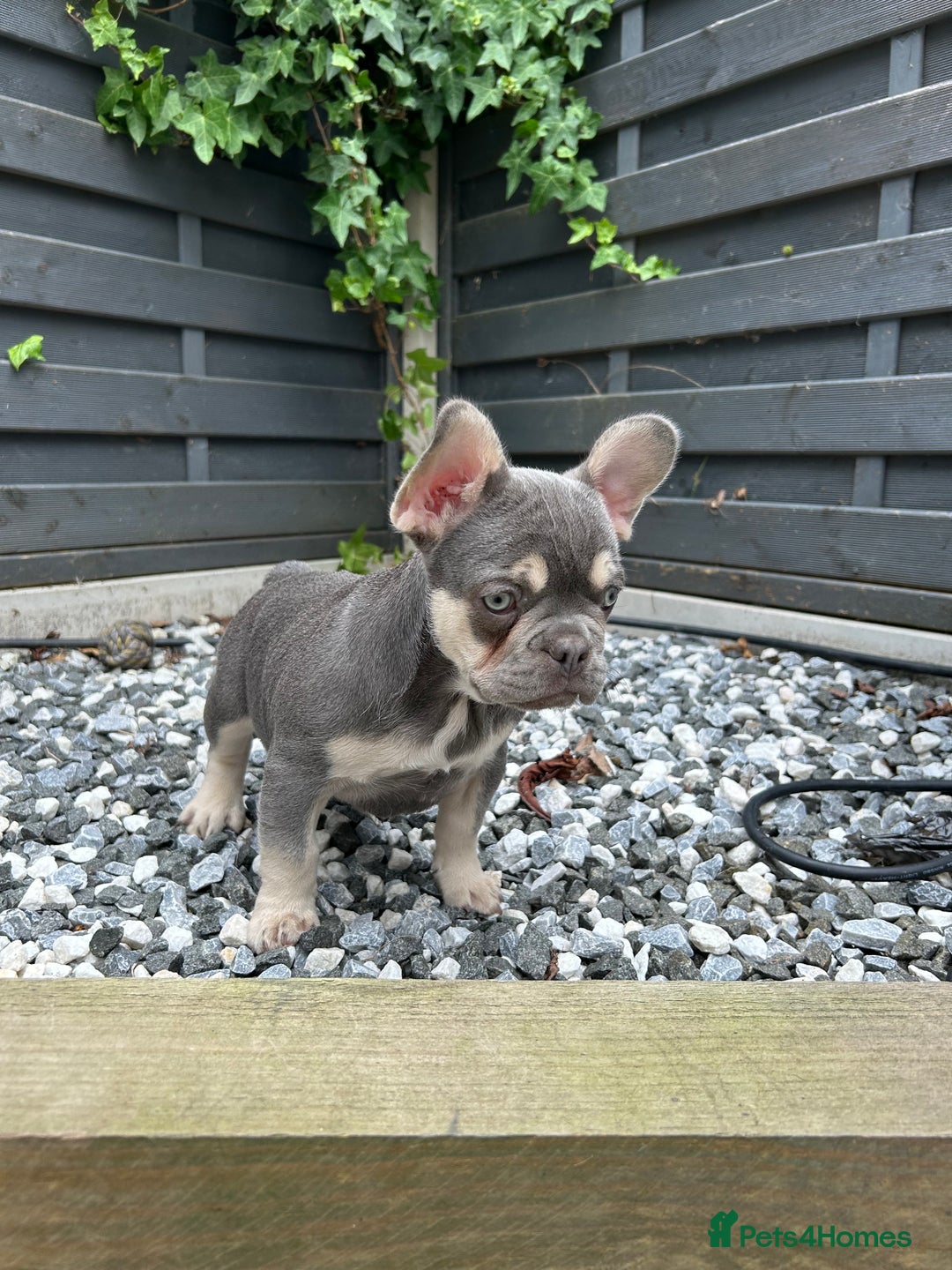French Bulldog dogs for sale: Pink French bulldog puppies - Image 9