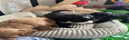 Cockapoo dogs for sale: Exceptional F1 Cockapoo Puppies in Leicester - Advert 25